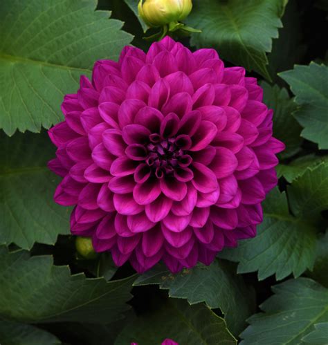 dahlia for sale.